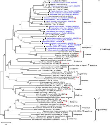 Discovery of novel tepovirus genomes with a nucleic acid-binding protein homolog by systematic analysis of plant transcriptome data